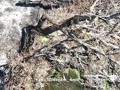 Stray Zigger Goes Shopping For New Prostetic Leg