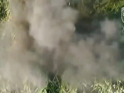 Honeymooning Ziggers Cut To Shreds