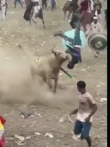 brutal bull attacks 