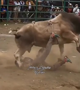 brutal bull attack in compilation