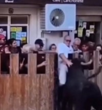 Man Gets Stabbed by Bull