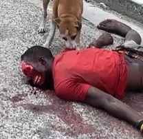 Doggo Eats The Corpse Of Haitian Man