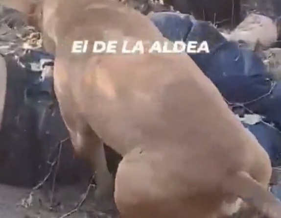 A Dog Tries to Fuck a Dead Narcos