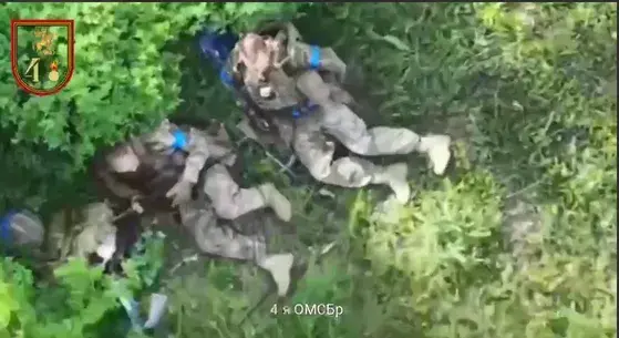 Evil bees & three little pigs 