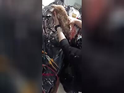 Russian savages fill wild animals with explosives.