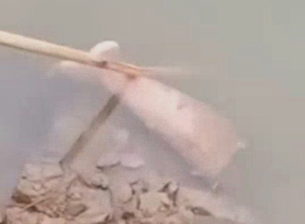 Human decapitated leg floating in river 