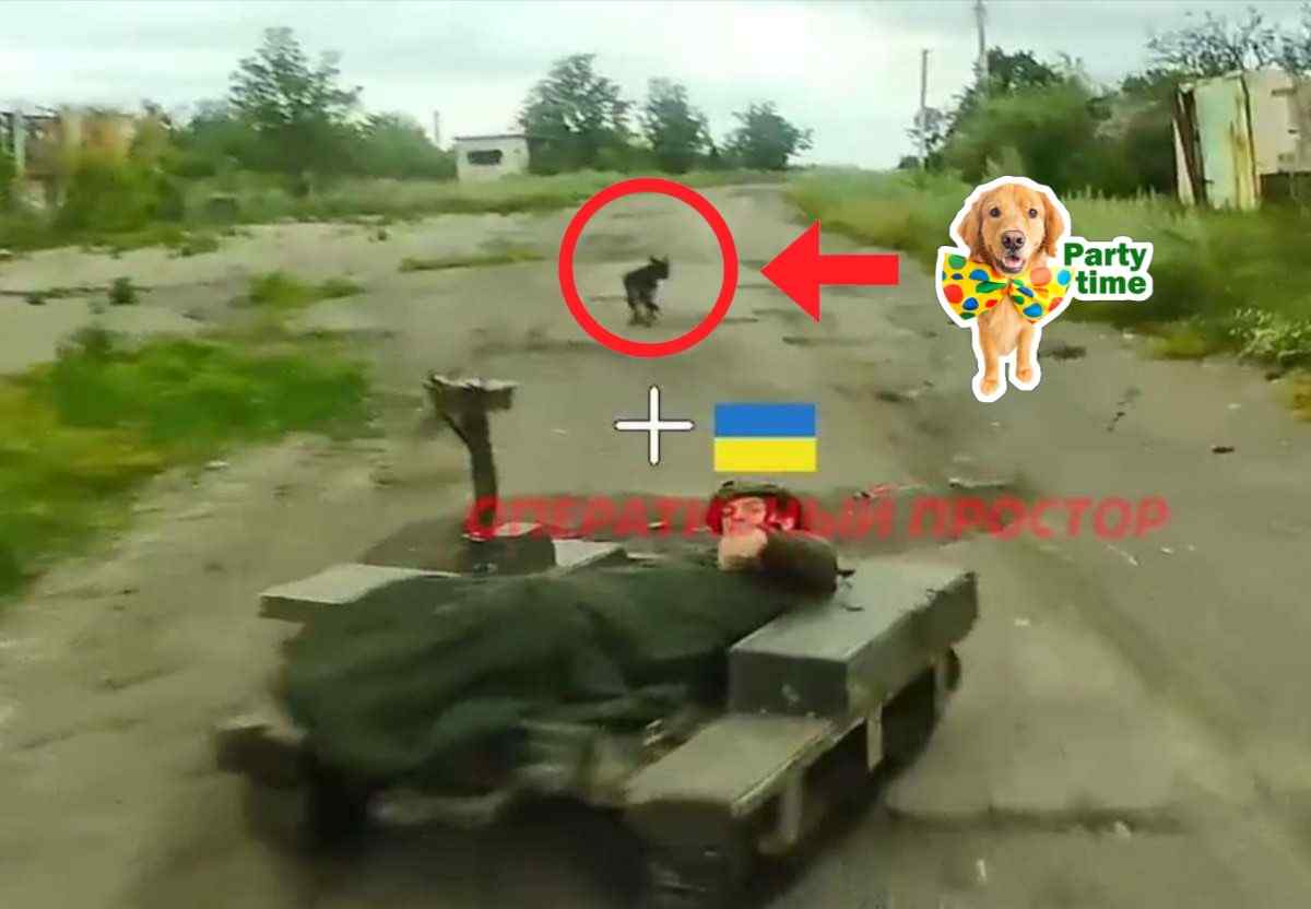 Dog watches owner get fucked by a drone.