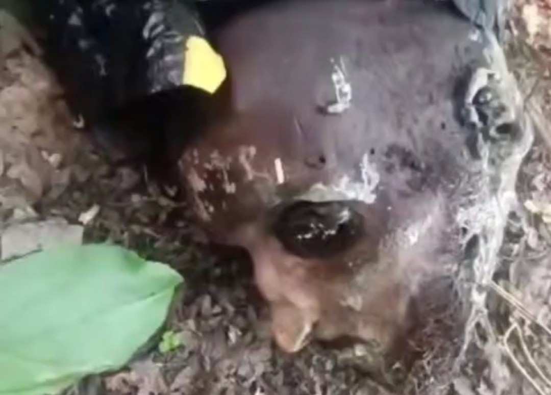  Russian sniper's trophy, a Ukrainian head. 