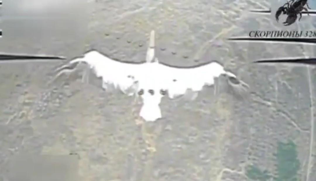 Pelicans are fucked by Russian drones.