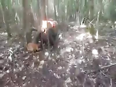 Is this courage or madness?