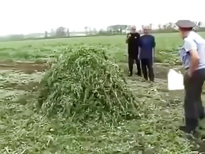 Professional disposal of marijuana goes (almost) wrong