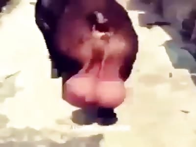 Bull with GIGANTIC balls