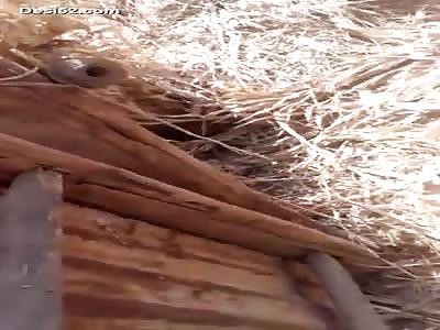 Indian couple caught fucking outdoor by farmer 