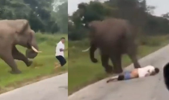 Tourist Taking Pictures Attacked By Angry Elephant In India