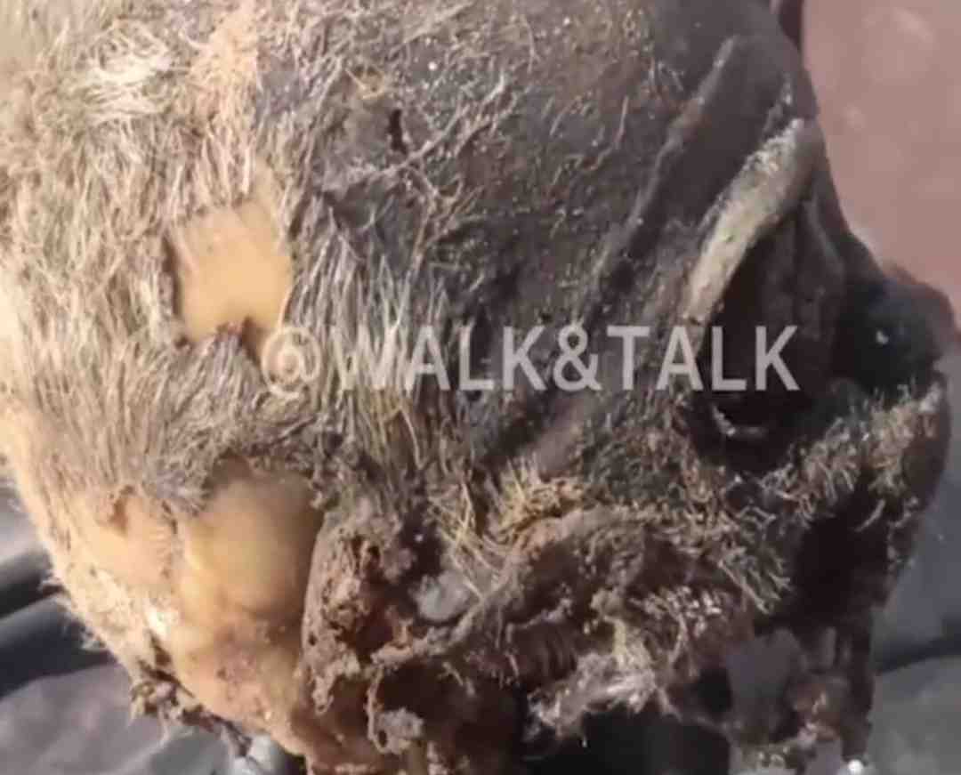 Remains of the Ukrainian army in Kursk. 