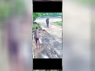 buffalo attacks old woman