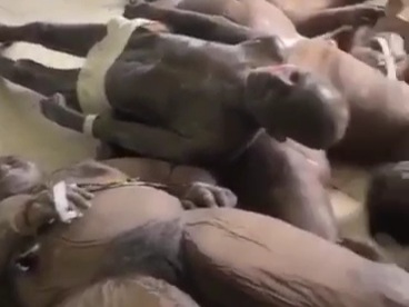 Nigerian hospital morgue full of dead bodies 