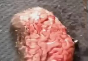 Brain out after gang member executed in his car 