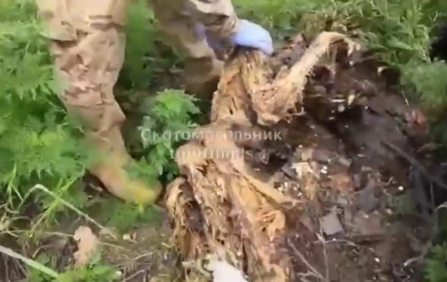 TheYNC's most rotten Ukrainian. 