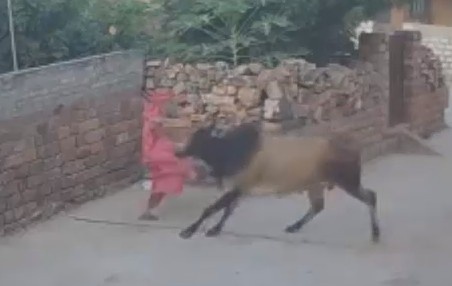 Woman In Critical Condition After Mad Bull Throws Her Against The Wall