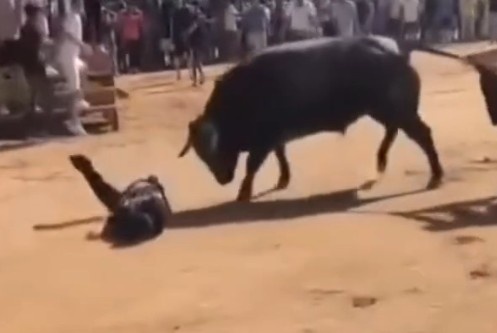 Idiot gored by angry bull