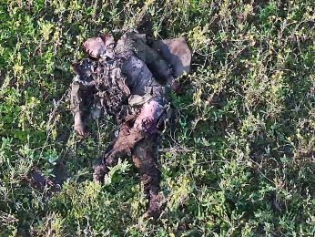 Comp: 'Watching Russians Go Limp Is Like Heroin—Addictive'