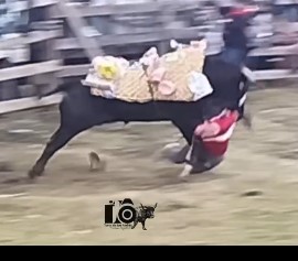 Mister fucked being fucked by angry bull 1 