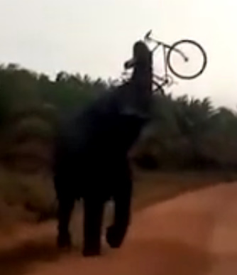 WTF. Man Attacked by Elephant 