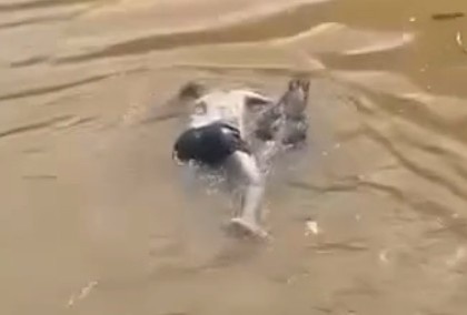 JUST A MAN BEING EATEN BY CROCODILE 