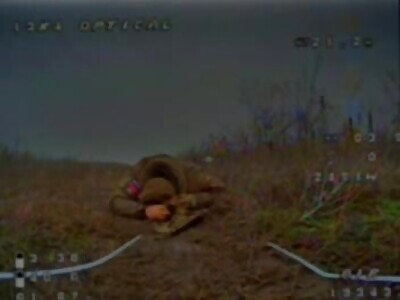 Russian possum vs. drone. Who will win?