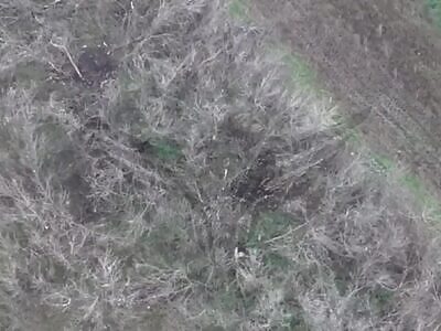 Rubicon Compilation #2