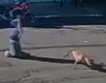 An elderly man was killed by a Brazilian dog.