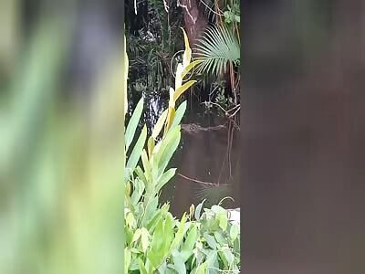 YOUNG MAN ATTACKED AND EATEN BY CROCODILE
