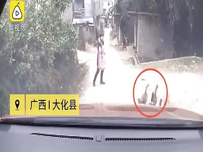 driver kills a man after kicking a duck