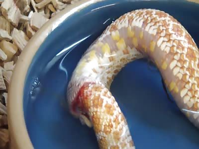 WTF SNAKE EATING ITSELF