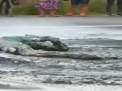 Accident Leaves Multiple Dead And A Man Burnt To Ash