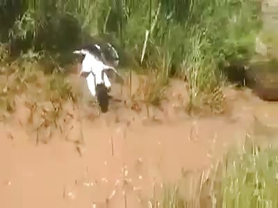 Cow and food by giant snake sucuri