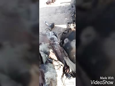 Isis destroyed by Iraqi special force