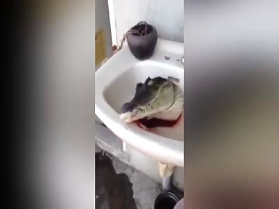 Crocodile's Head Cut Off And Still Alive