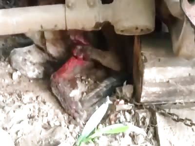 How Brazilians treat dogs