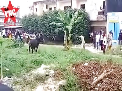 bull tears man to shreds