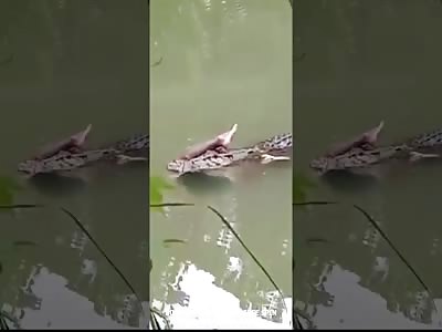 CROCODILE VS HUMAN 