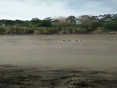 Stiff Corpse Pulled from a Swamp