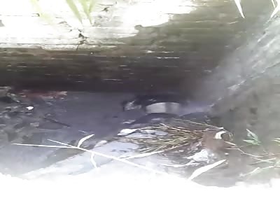 Body Found in sewage