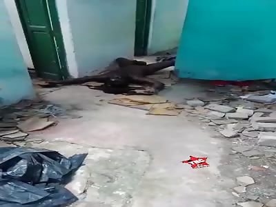 Corpse in a state of putrefaction