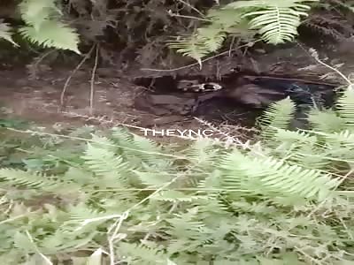 Body found in the field