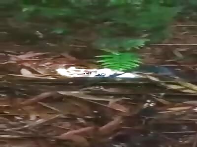 Remains of a woman found in the forest