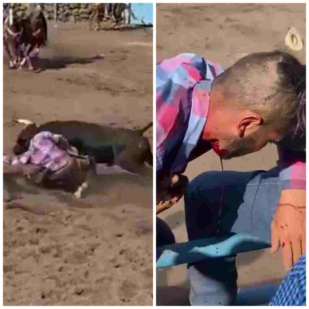 Horseman charged by angry bull