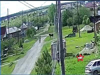 Man attacked by horse