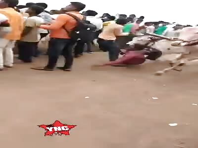 Ox racing is dangerous